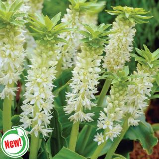 Autumnalis Pineapple Lily Thumbnail